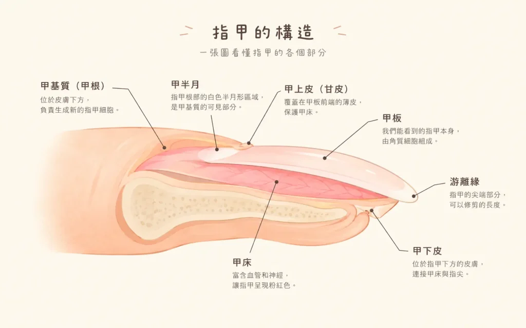 指甲構造圖解